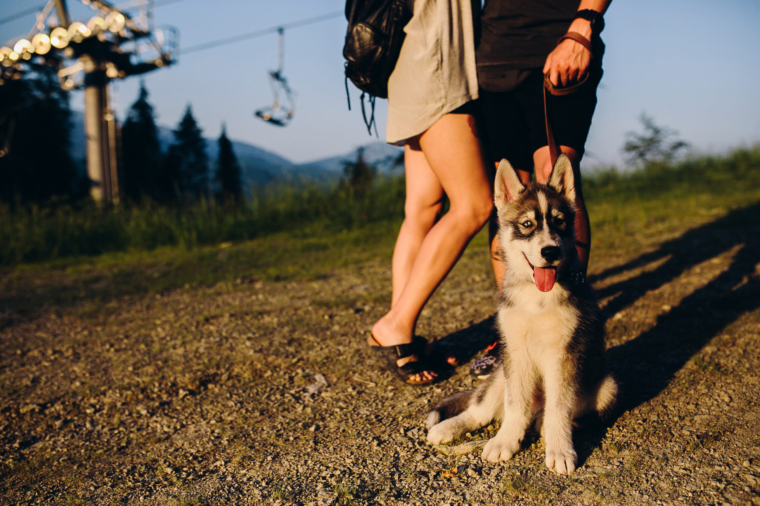 beautiful couple and a dog on a hillside watching the sunset